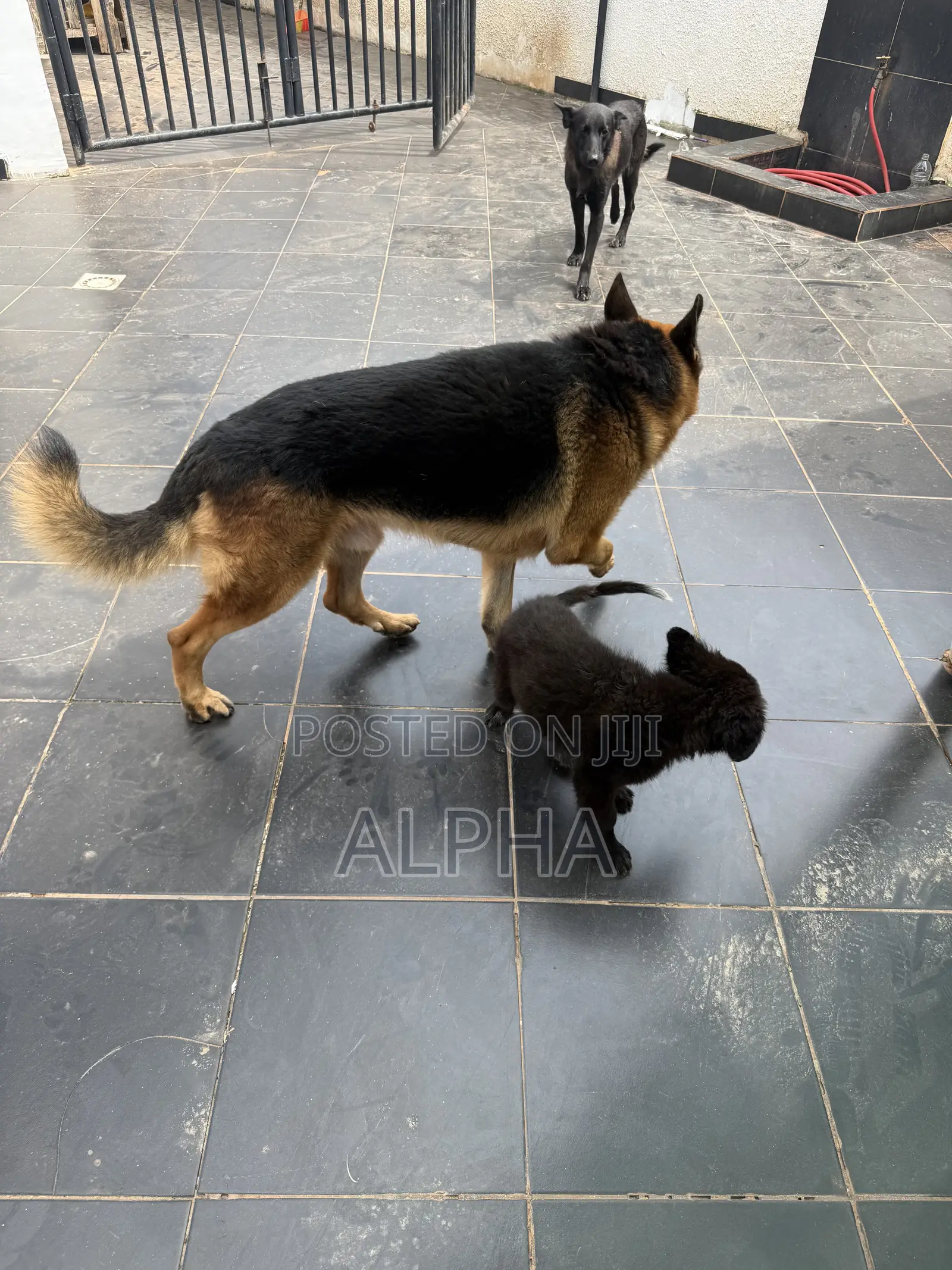 3-6 months Male Purebred German Shepherd