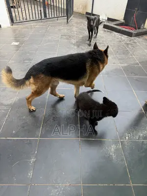 3-6 months Male Purebred German Shepherd