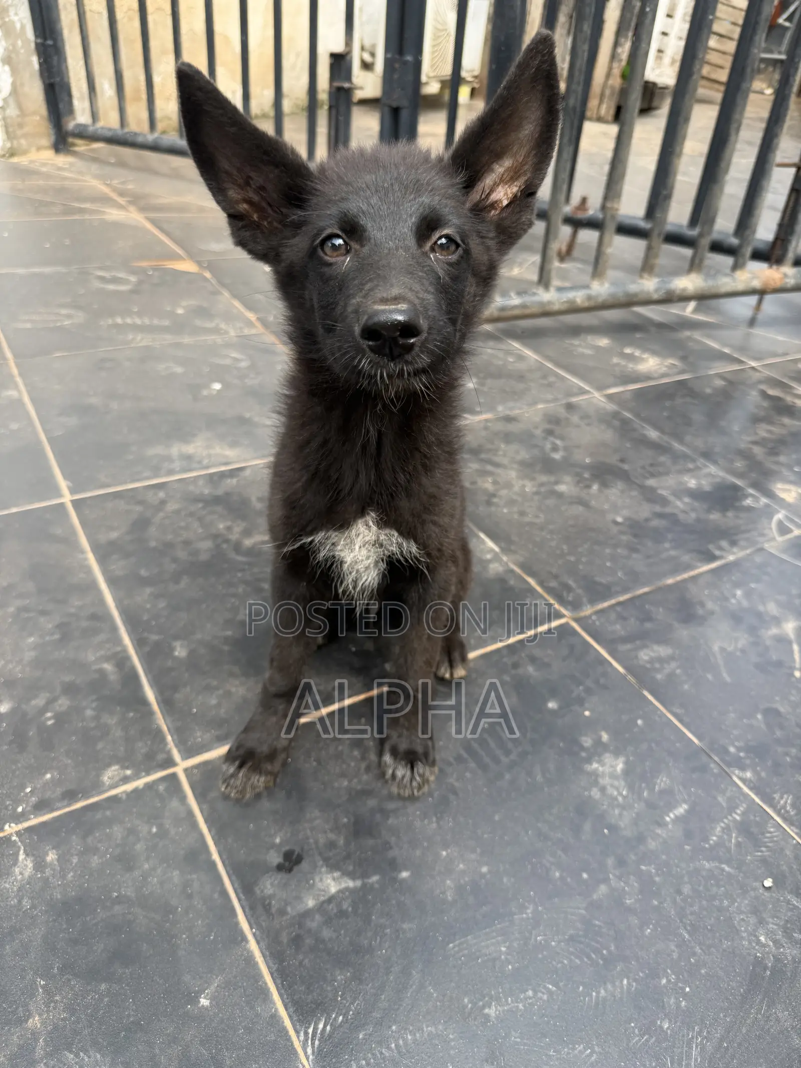 3-6 months Male Purebred German Shepherd