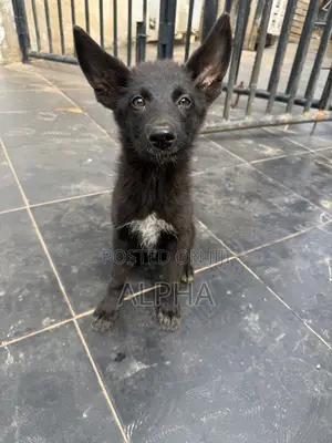 3-6 months Male Purebred German Shepherd