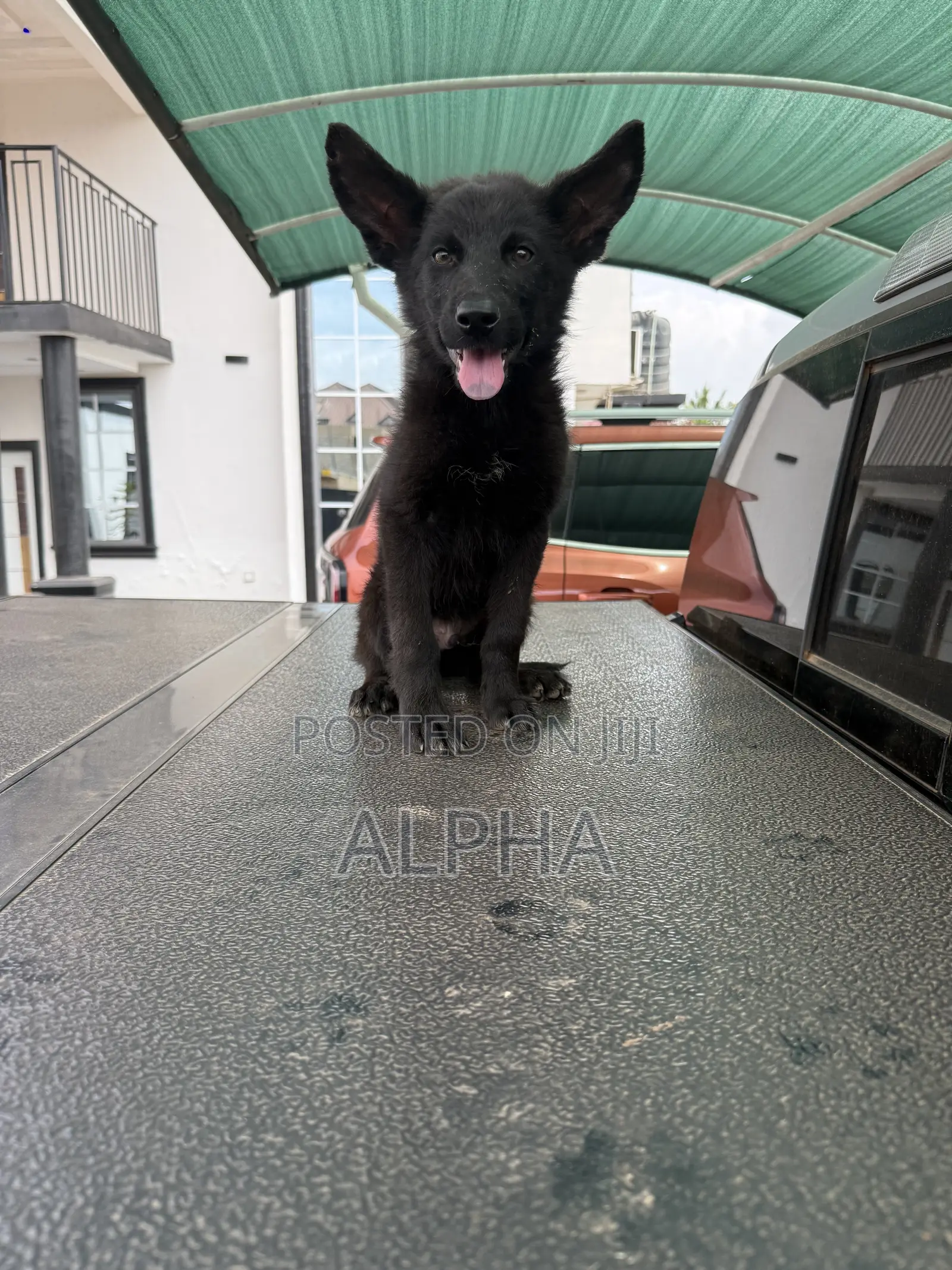 3-6 months Male Purebred German Shepherd