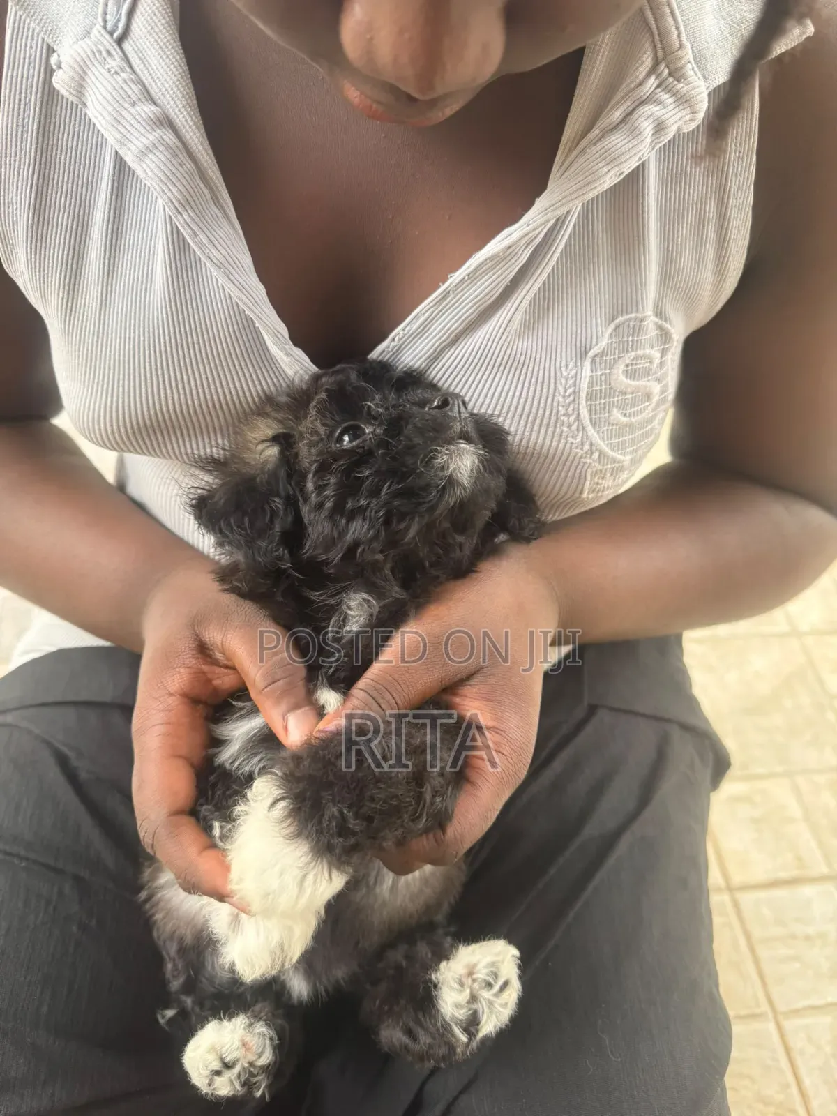 1-3 months Female Purebred Maltipoo