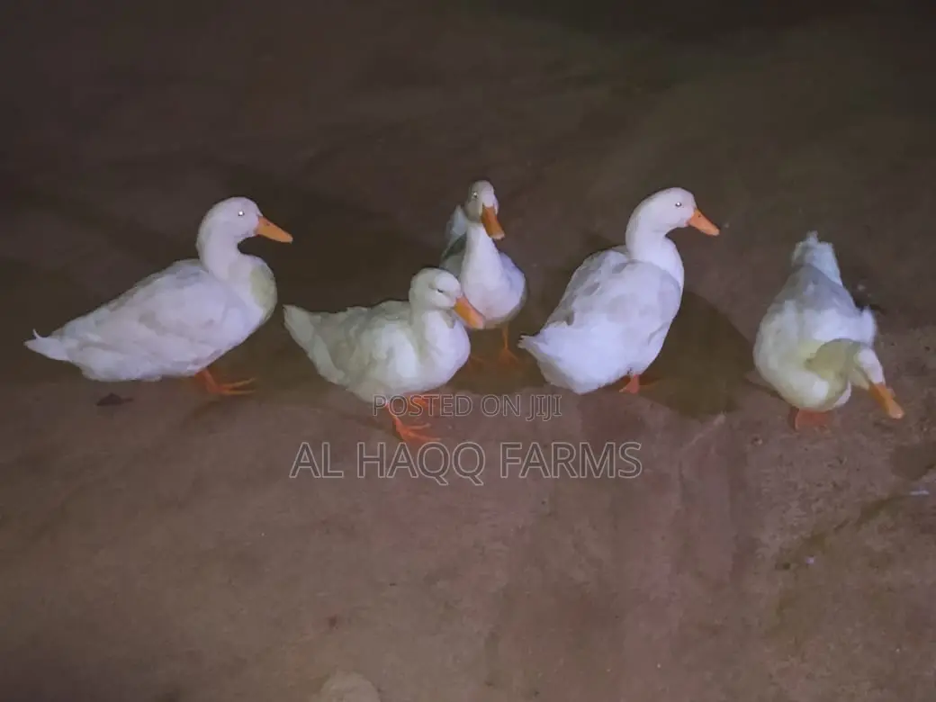 Matured Pecking Ducks