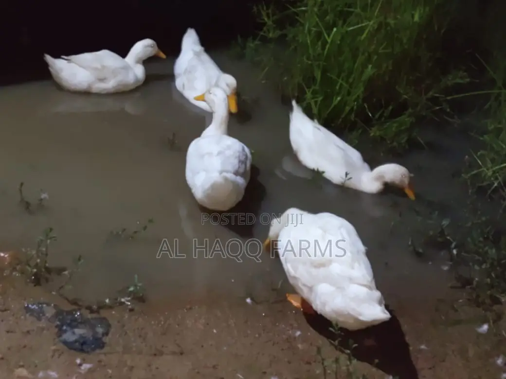 Matured Pecking Ducks