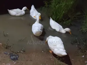 Matured Pecking Ducks
