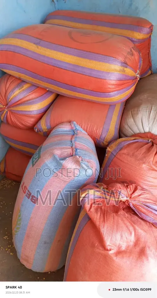 Aflatoxins Free Maize Available