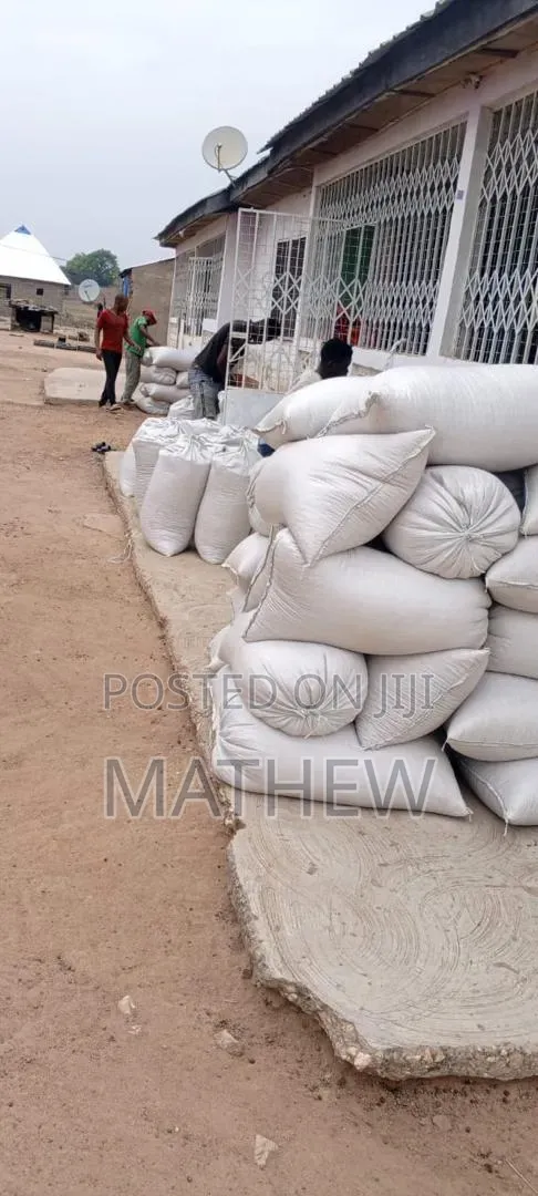 Aflatoxins Free Maize Available