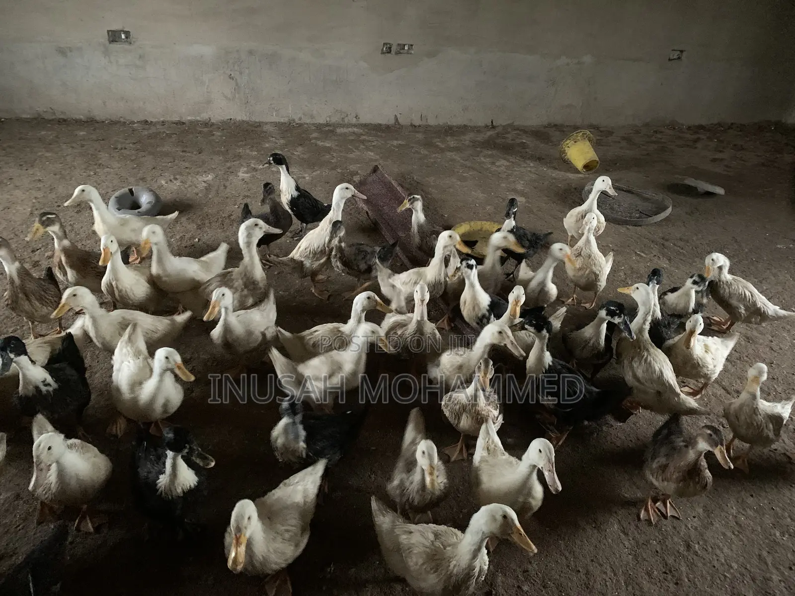 Muscovy Ducks Both Male and Female