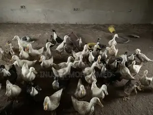 Muscovy Ducks Both Male and Female