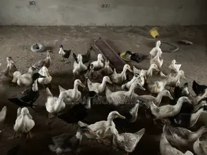 Muscovy Ducks Both Male and Female