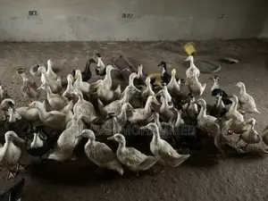 Muscovy Ducks Both Male and Female