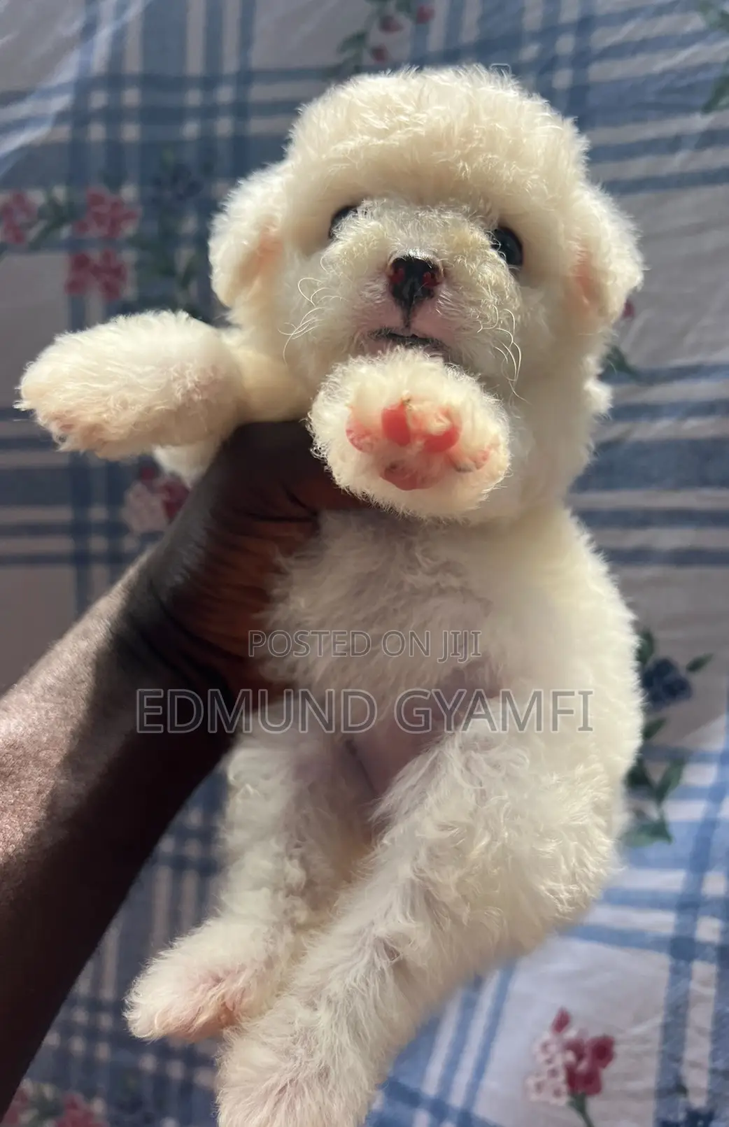 1-3 months Male Purebred Maltese