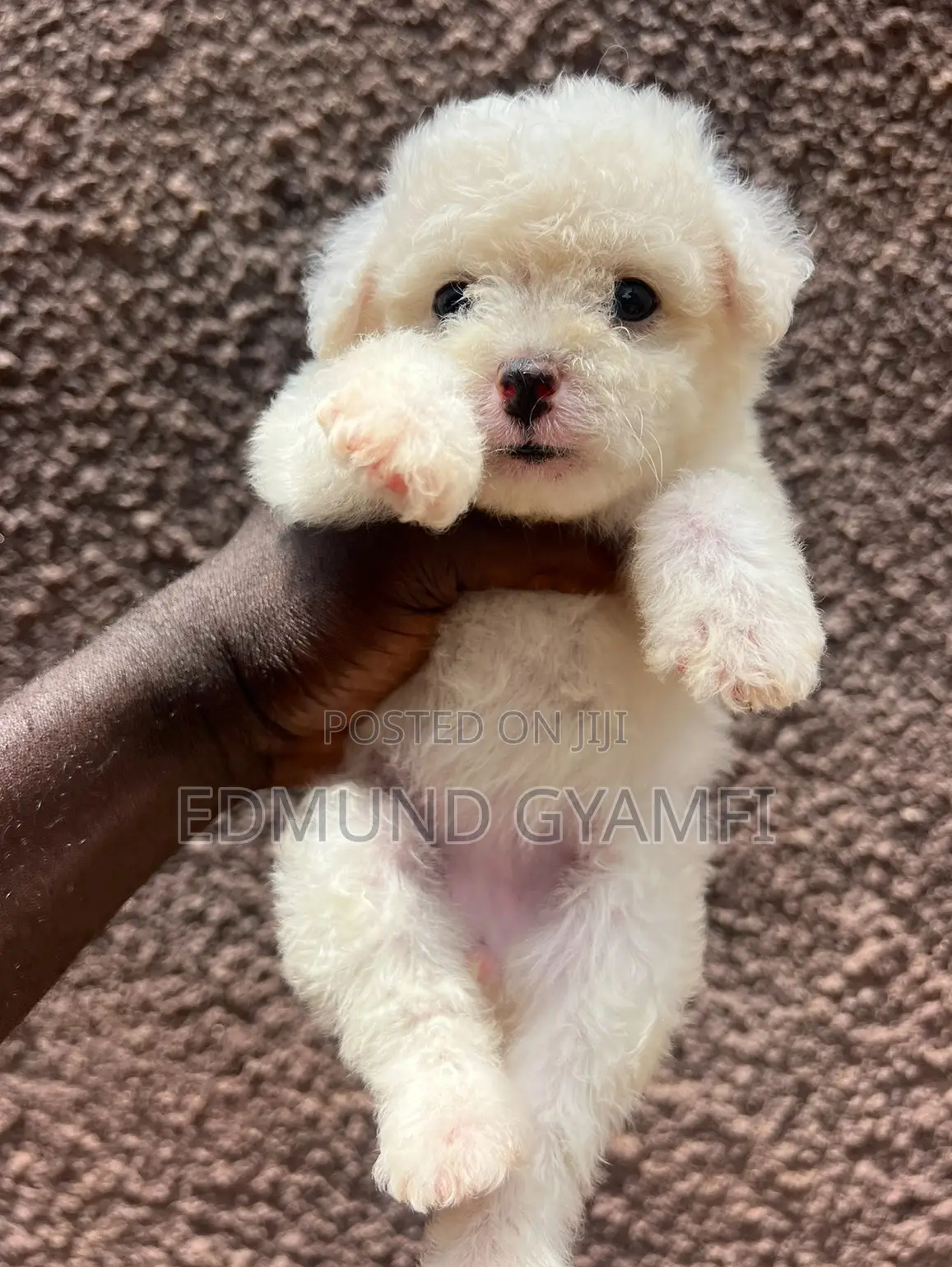 1-3 months Male Purebred Maltese