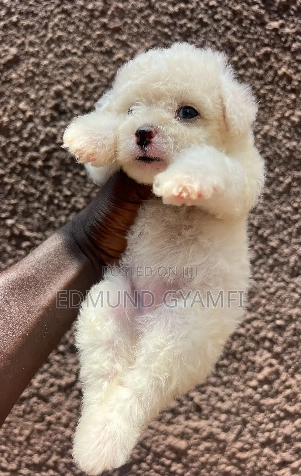 1-3 months Male Purebred Maltese