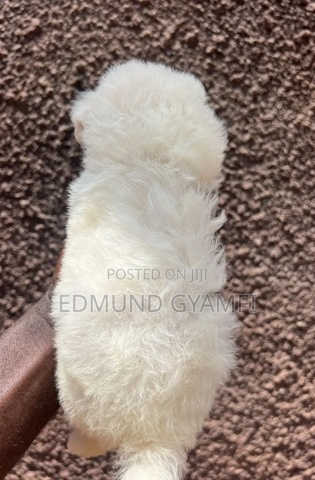 1-3 months Male Purebred Maltese
