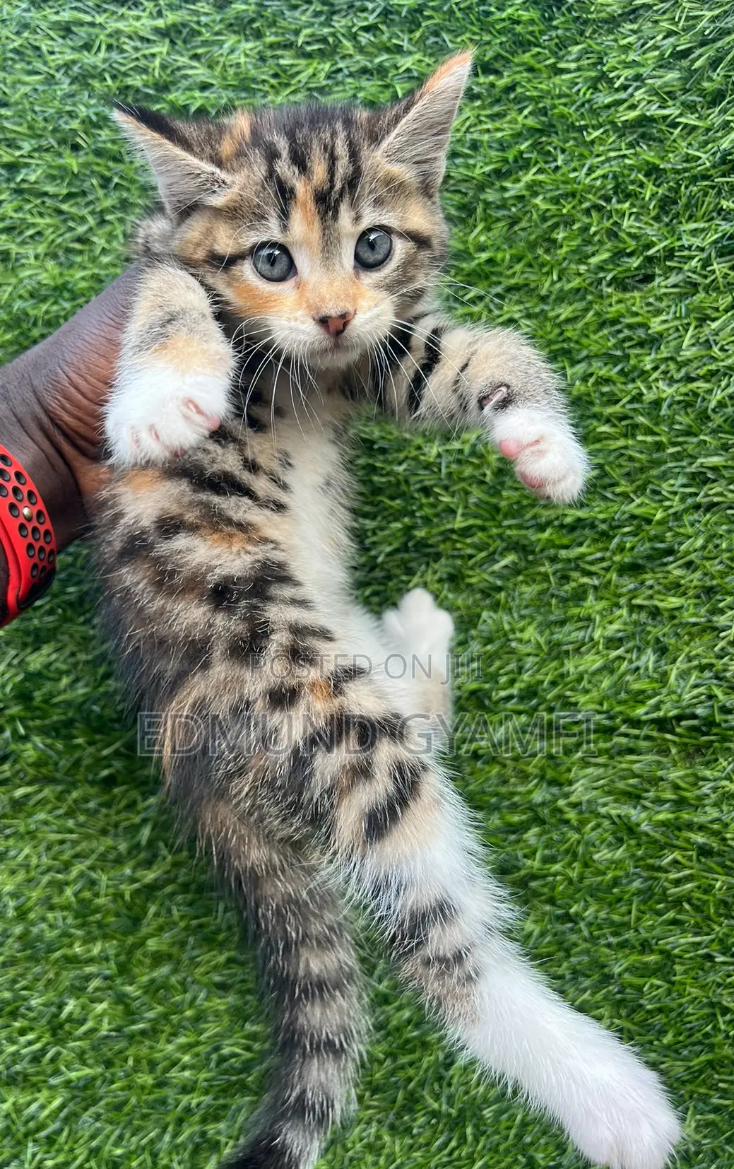 1-3 months Female Purebred Maine Coon