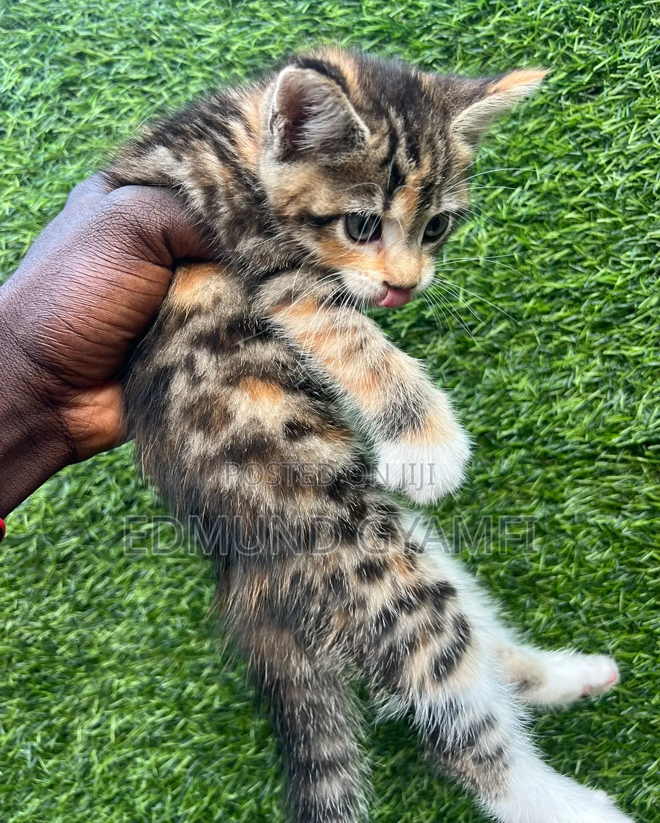 1-3 months Female Purebred Maine Coon