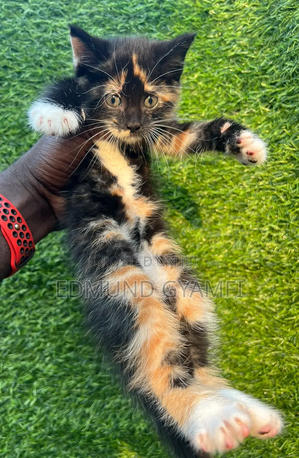 1-3 months Female Purebred Maine Coon