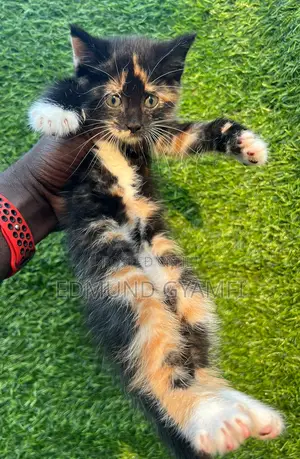 1-3 months Female Purebred Maine Coon