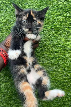 1-3 months Female Purebred Maine Coon