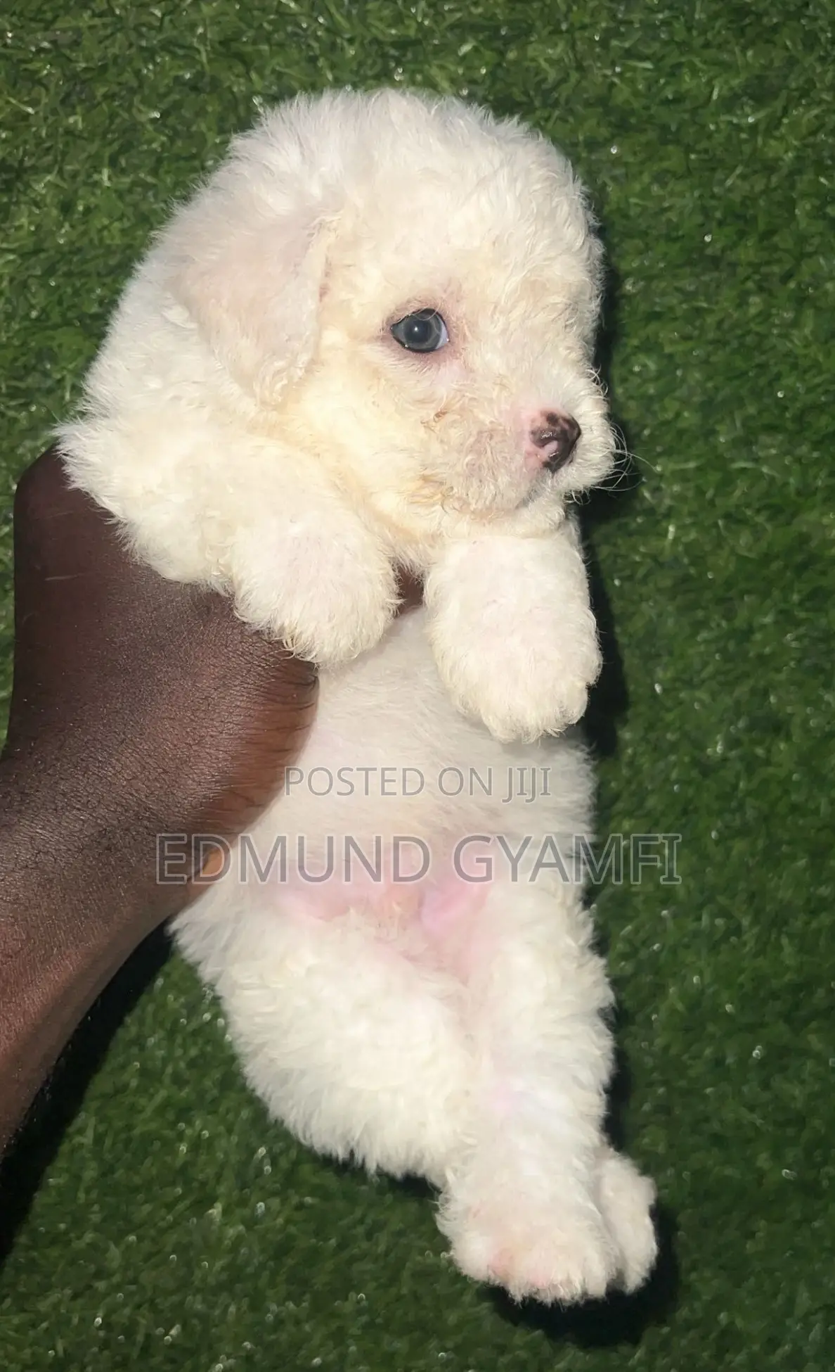 1-3 months Male Purebred Poodle