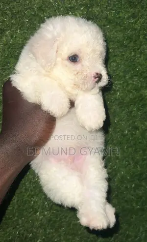 1-3 months Male Purebred Poodle