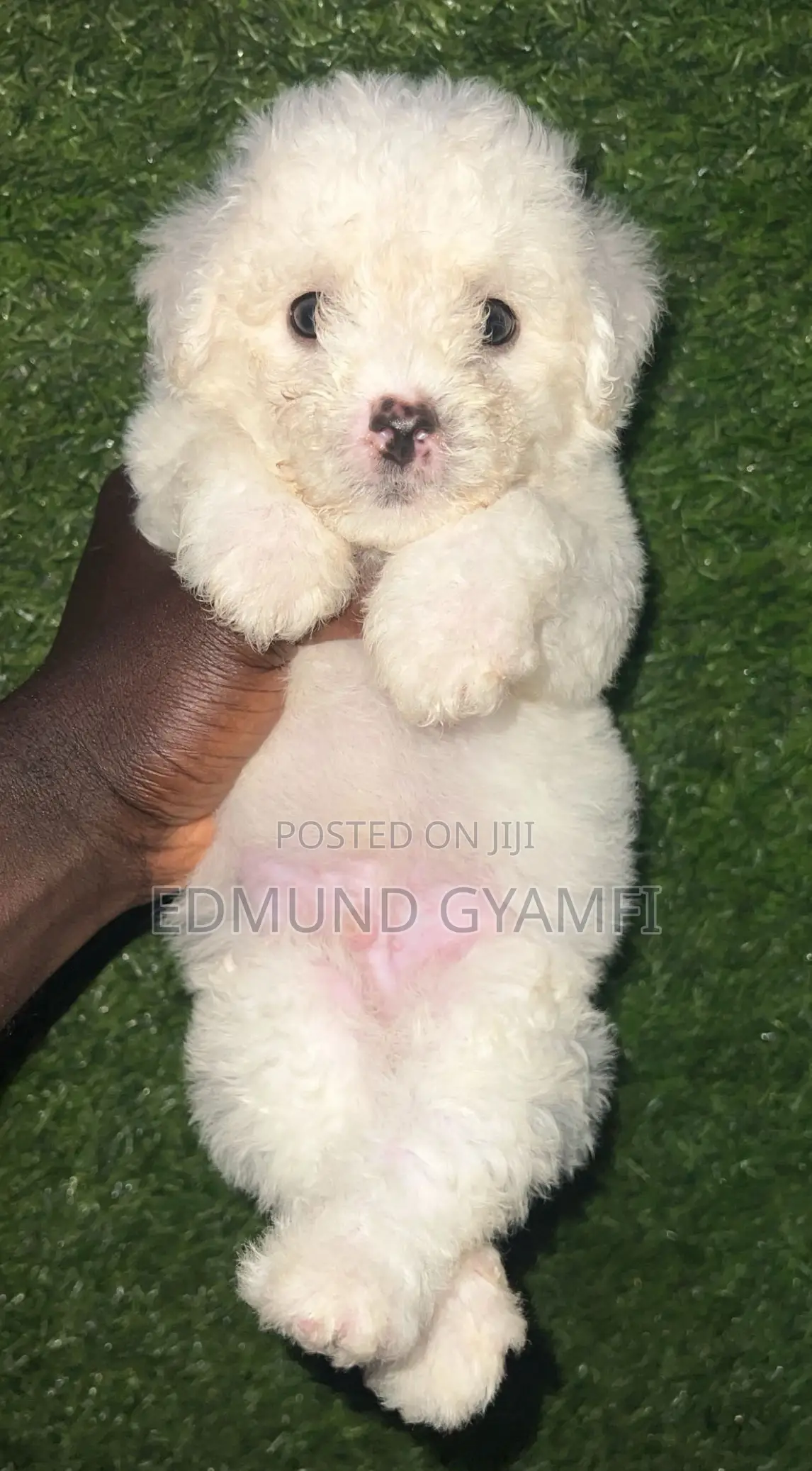 1-3 months Male Purebred Poodle