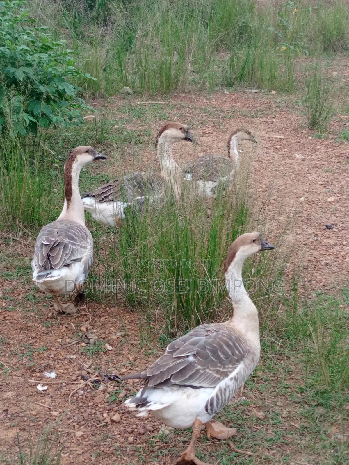 Chinese Geese
