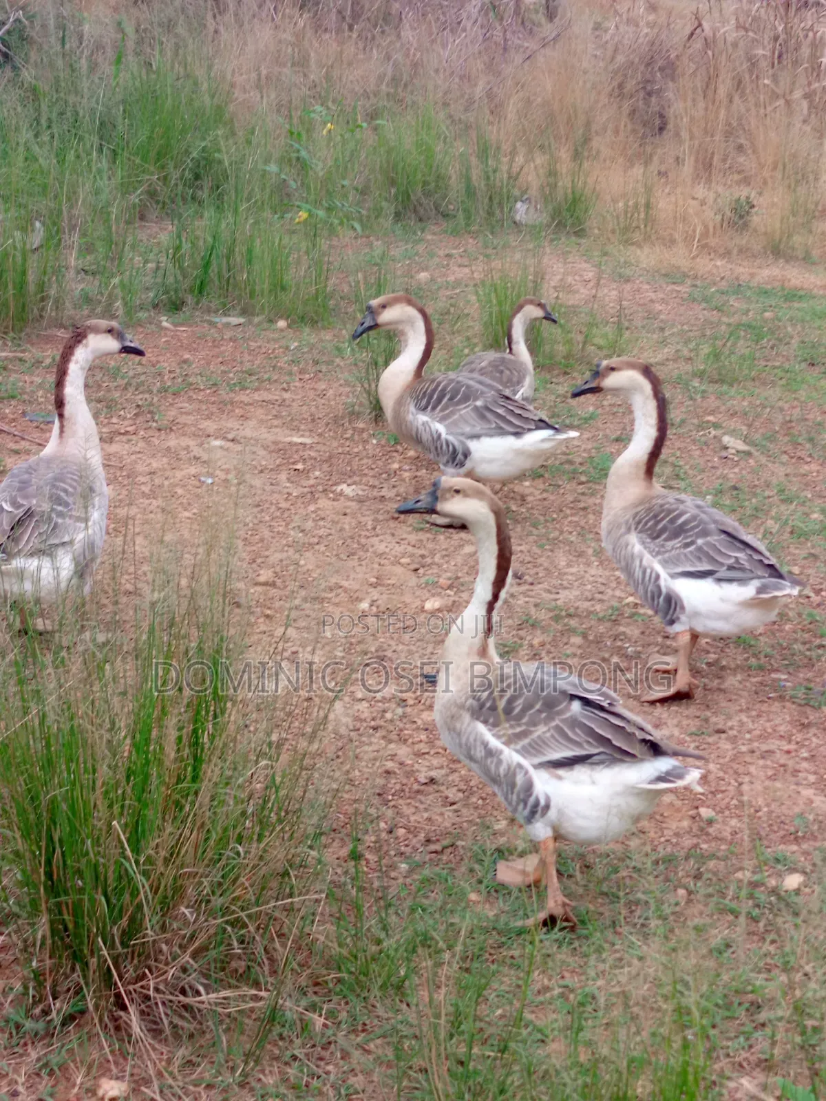 Chinese Geese