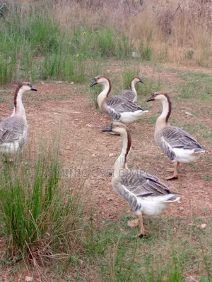 Chinese Geese