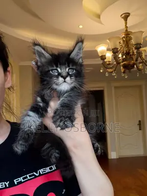 1-3 months Male Purebred Maine Coon