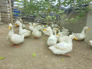 Pure Jumbo Pekins