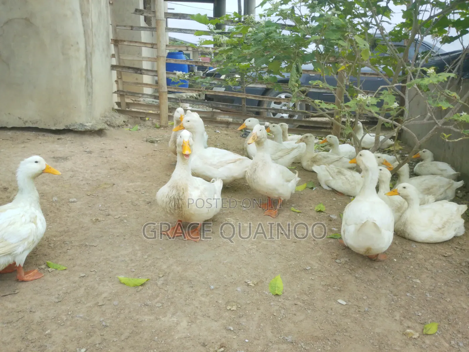 Pure Jumbo Pekins