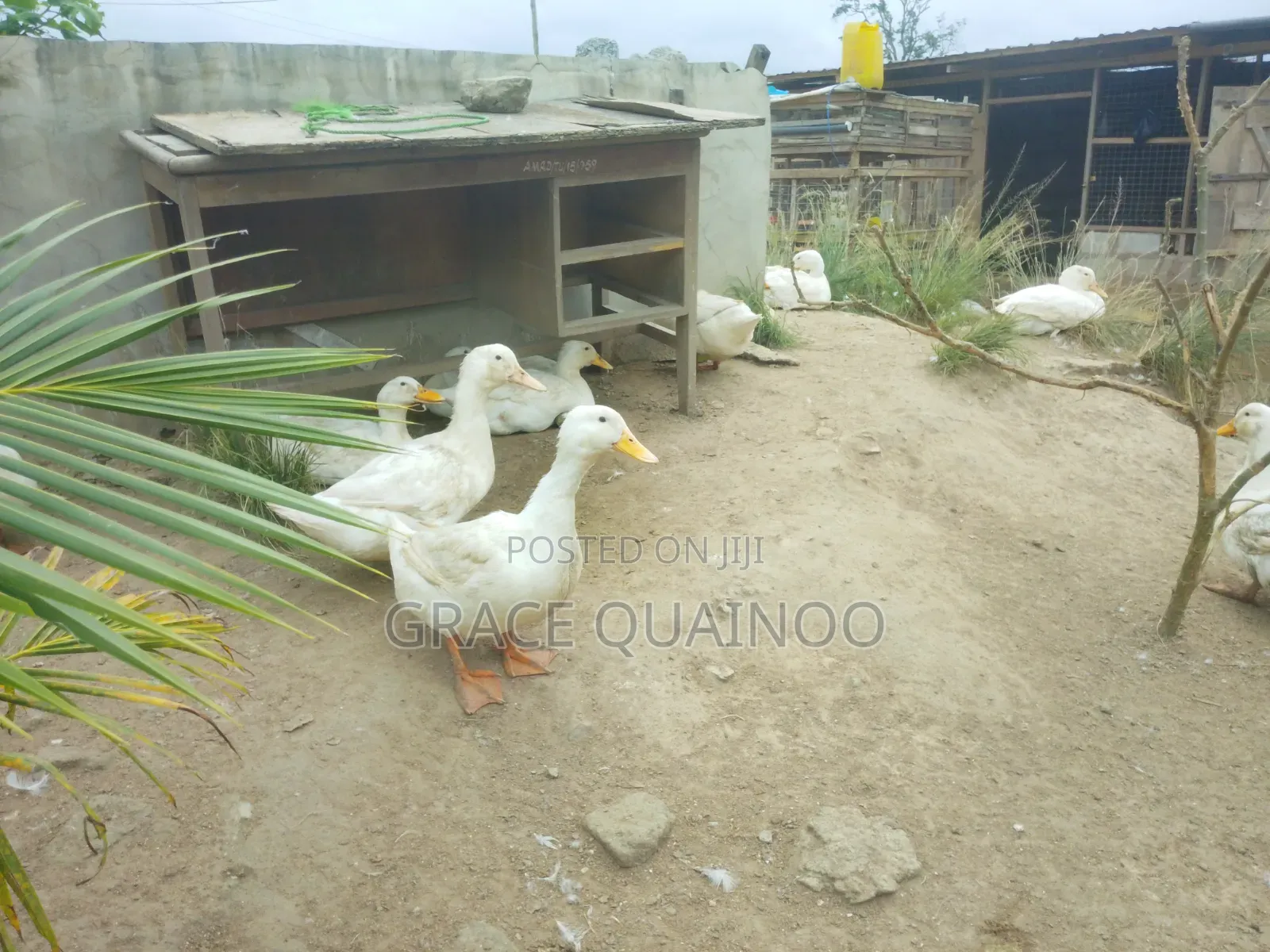 Pure Jumbo Pekins
