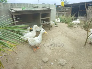 Pure Jumbo Pekins