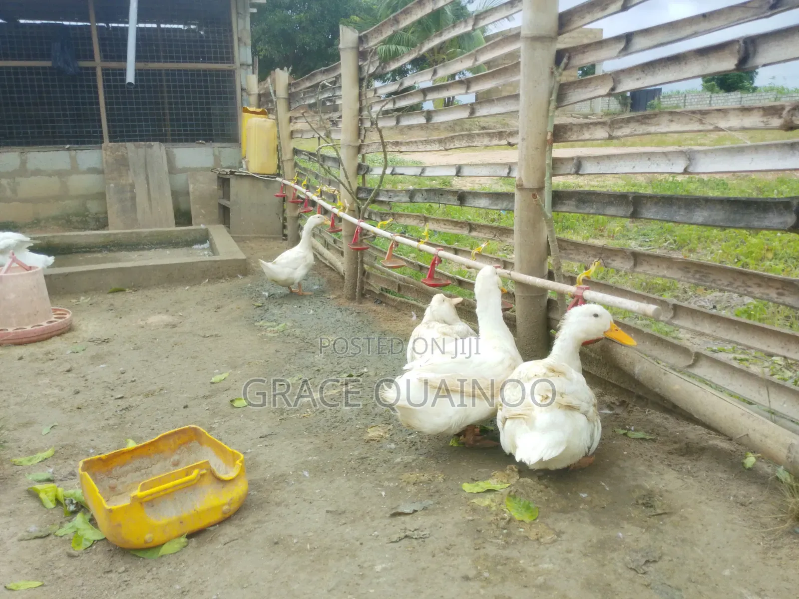 Pure Jumbo Pekins