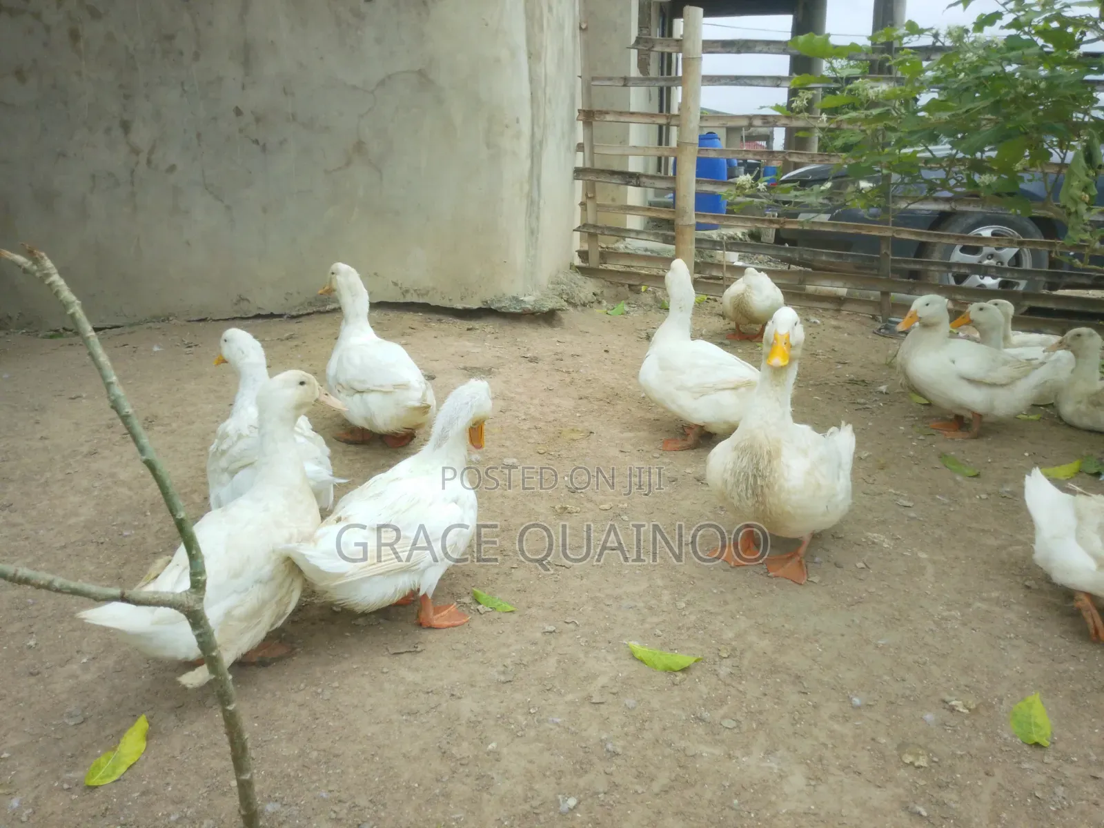 Pure Jumbo Pekins