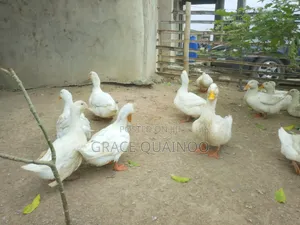 Pure Jumbo Pekins