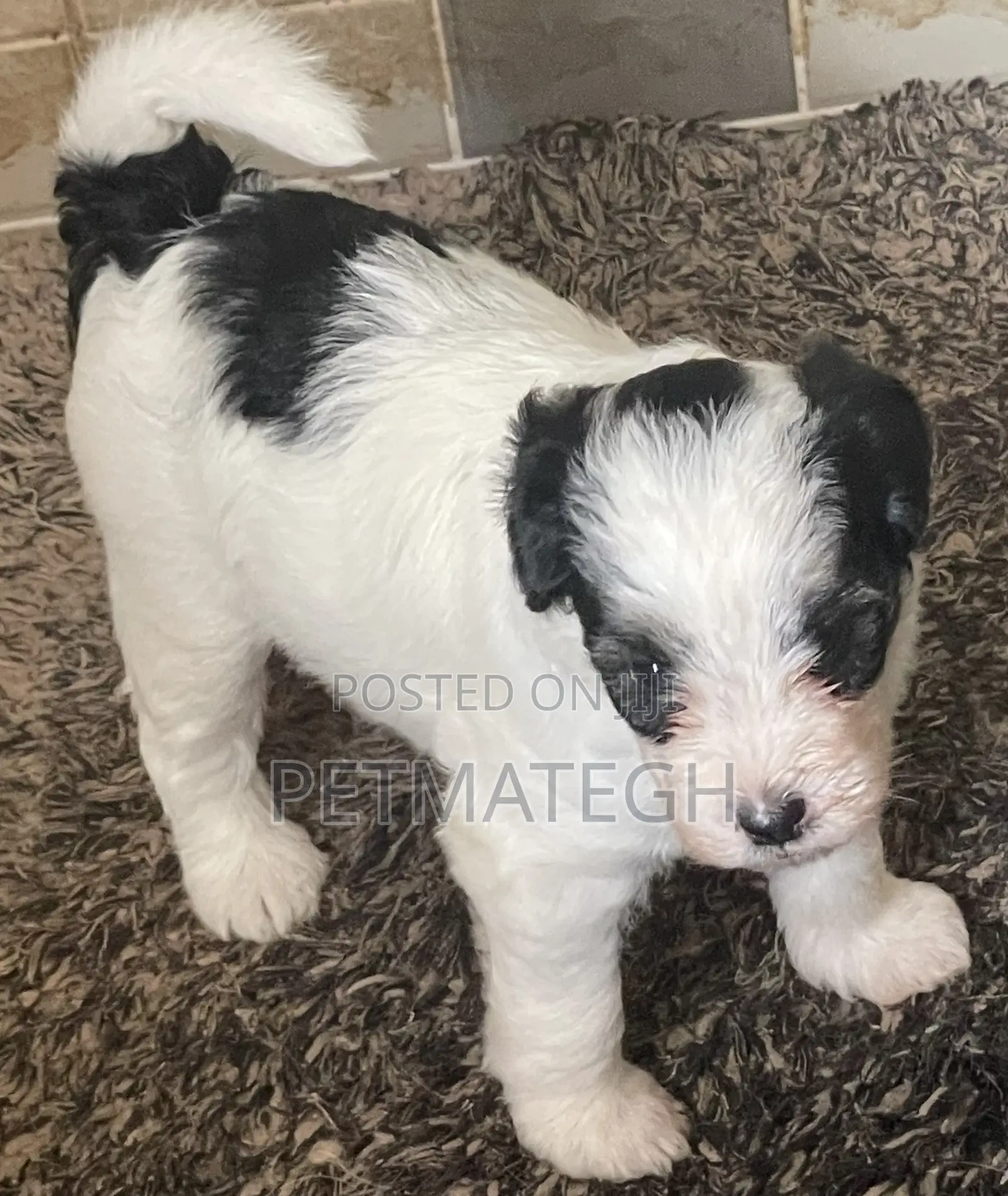 0-1 month Male Purebred Poodle