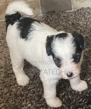 0-1 month Male Purebred Poodle