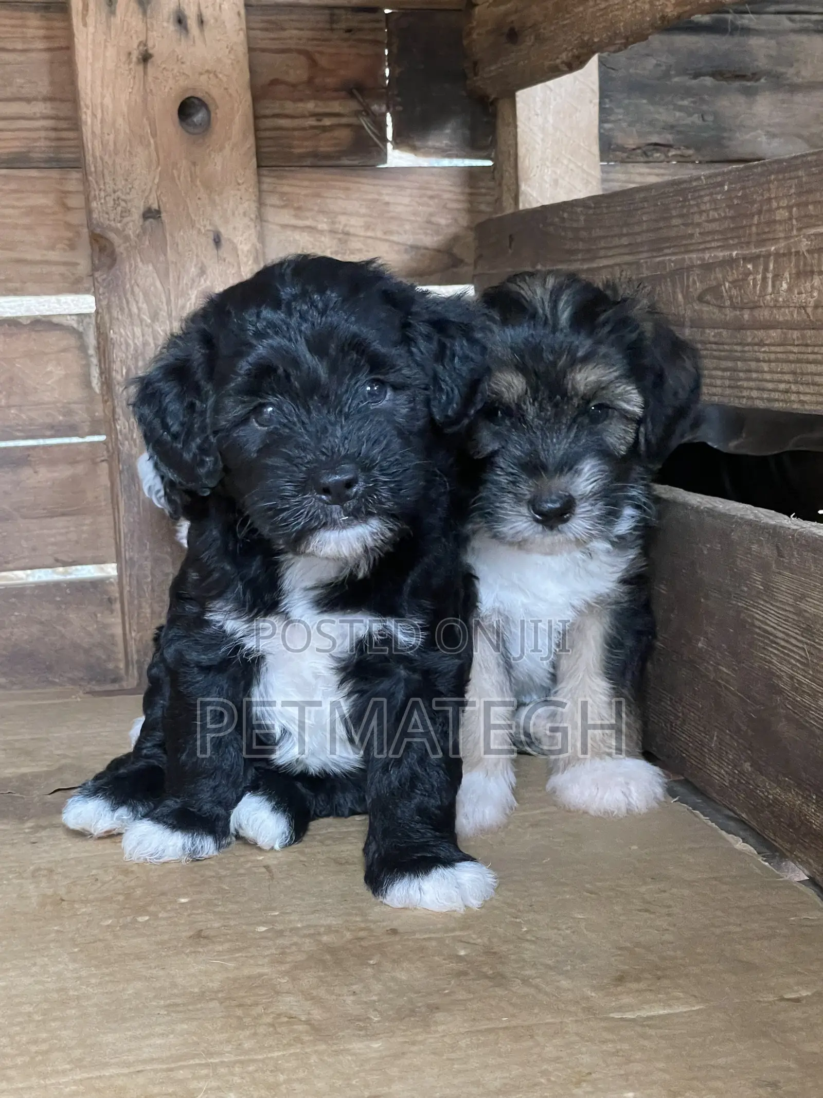 0-1 month Male Purebred Poodle