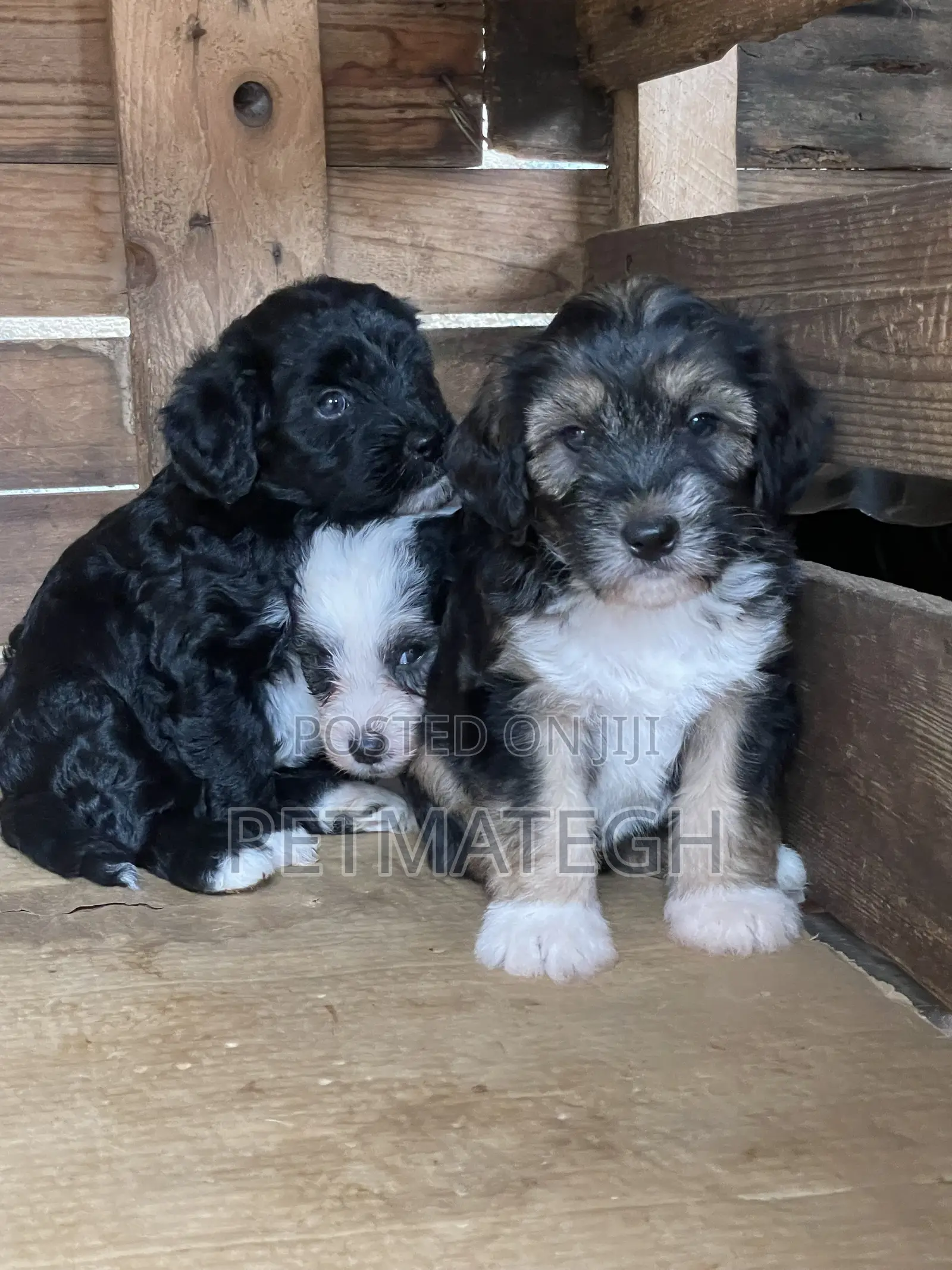 0-1 month Male Purebred Poodle
