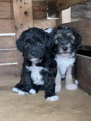 0-1 month Male Purebred Poodle