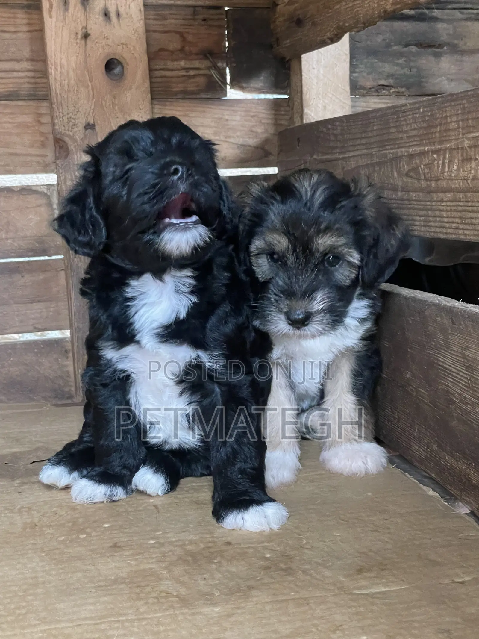 0-1 month Male Purebred Poodle
