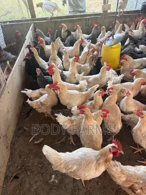 Live Birds