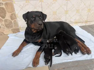0-1 month Male Purebred Rottweiler
