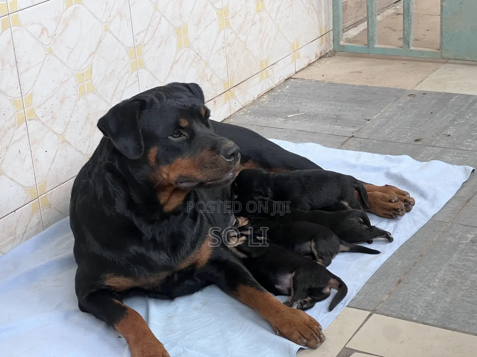 0-1 month Male Purebred Rottweiler