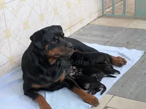 0-1 month Male Purebred Rottweiler