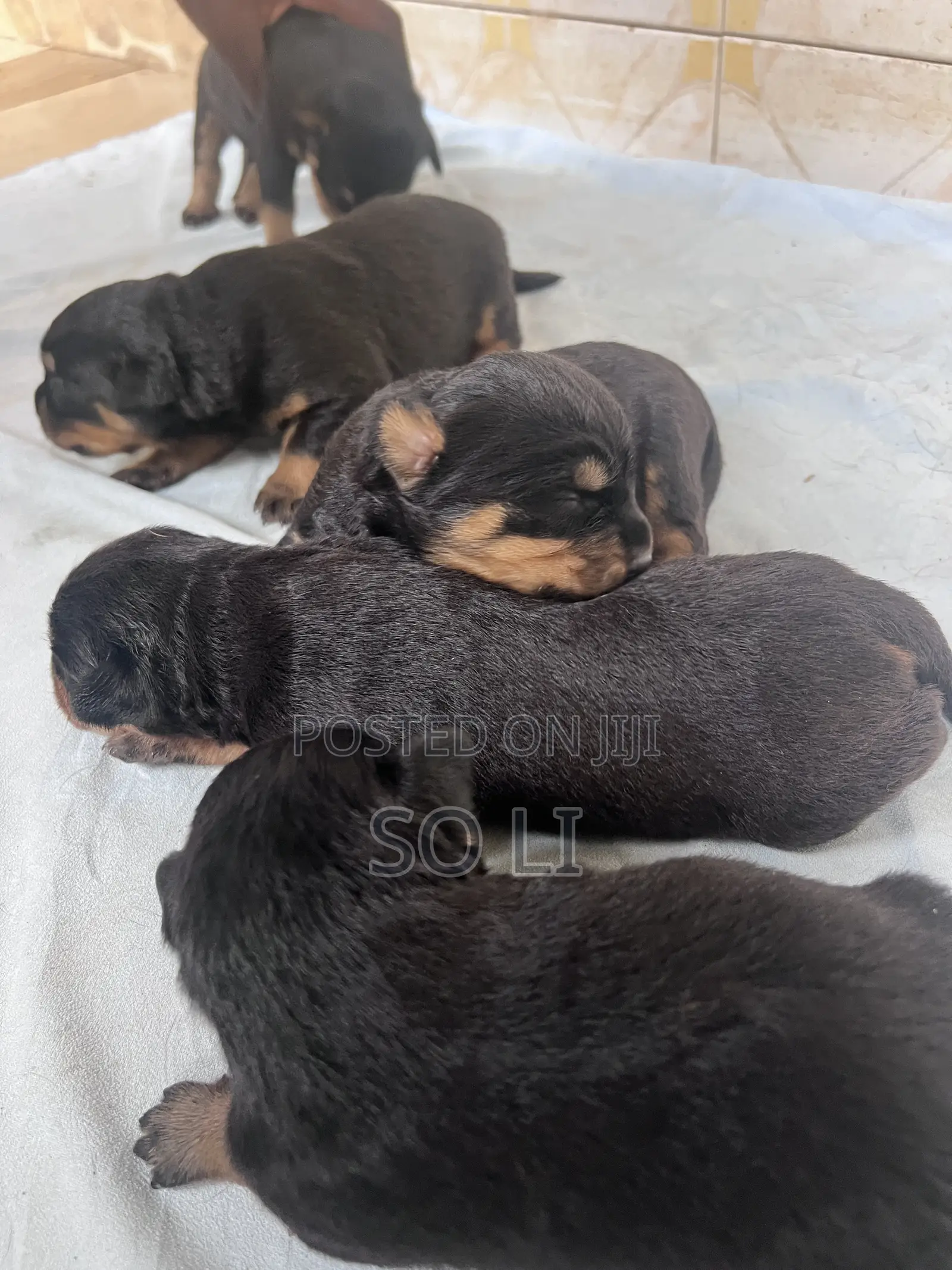 0-1 month Male Purebred Rottweiler