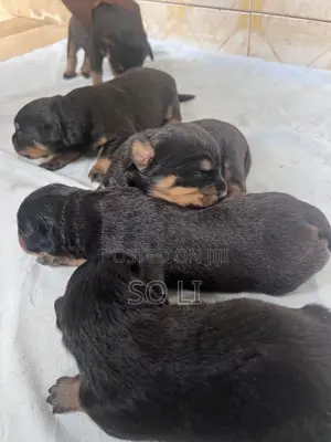 0-1 month Male Purebred Rottweiler